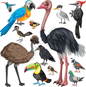 不同类型的野生鸟类小路艺术啄木鸟鸵鸟热带麻雀蜂鸟鹌鹑鸽子插图图片