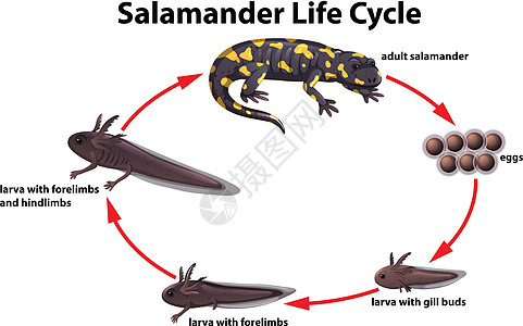 蝾螈生命周期概念科学幼虫野生动物前肢动物插图成人后肢教育生物学图片