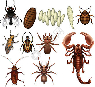 一组昆虫图片