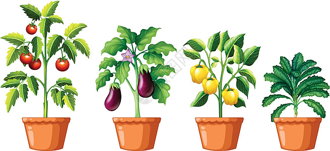 一套不同的植物漂浮物夹子插图水果环境绿色植物群叶子绘画辣椒图片