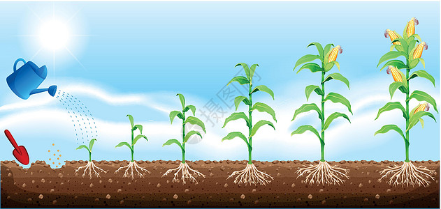 一套玉米开发者图片