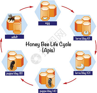 科学蜜蜂生命周期图片