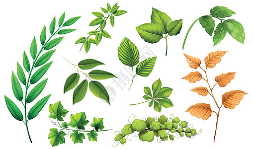 组的不同 lea艺术叶子绘画夹子藤蔓插图植物图片