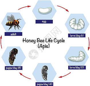 蜜蜂生命周期图片