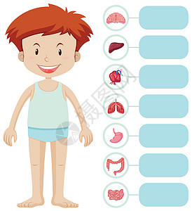 人类男孩和不同的器官图片