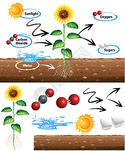 显示植物如何生长的图表图片