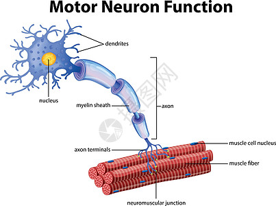 运动神经元功能向量图片