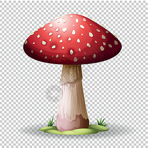 透明背景上的红色蘑菇食物艺术园艺夹子剪裁热带生物绘画毒菌插图背景图片