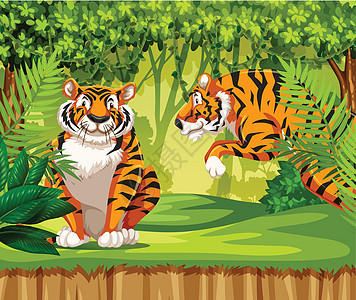 丛林中的老虎环境荒野黑色卡通片插图藤蔓毛皮绿色橙子树叶图片