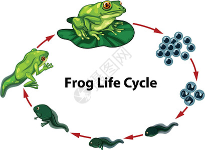 青蛙生命周期图高清图片