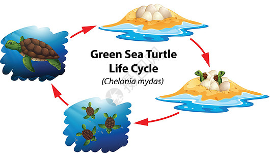 绿海龟生命周期艺术海洋少年绘画成人夹子生活生物学热带动物图片