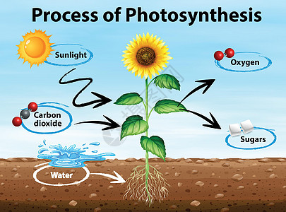 显示光合作用过程的图表艺术绘画地面生物学插图热带向日葵阳光树叶科学图片