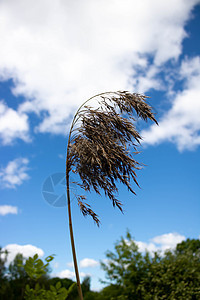 以蓝天和白云为背景的芦苇分支 与淡蓝天和云彩的潘帕斯草羽毛场地植物群植物生物学季节环境天空植被天气图片