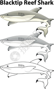 的涂鸦动物插图艺术野生动物夹子鲨鱼素描生物小路礁鲨黑鳍图片
