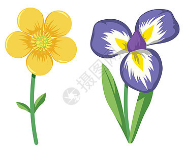 一套多彩花朵紫色季节树叶绘画花束花园植物插图植物群艺术图片