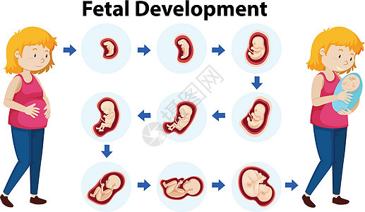 胎儿发育的载体背景图片