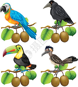 猕猴桃树枝上不同类型的鸟类图片