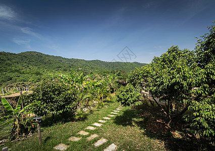 坎布特坎波迪亚附近的有机热带果树种植场风景农村贡布种植园晴天水果乡村农场树木图片