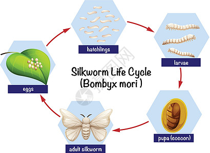 家蚕生命周期图图片