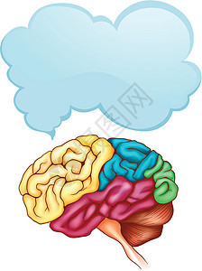 人类的大脑和语音泡沫模板图片