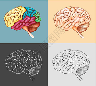 四种设计中的人脑图片