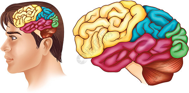 显示人类大脑不同部分的图表图片