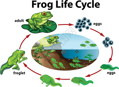 青蛙的生命周期成人图表转型环境生活花粉旱獭艺术绿色插图图片
