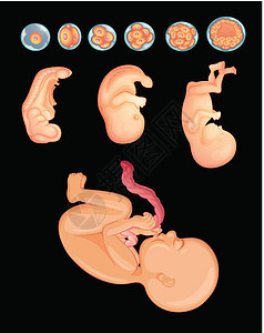 显示婴儿在怀孕期间如何成长的图表图片
