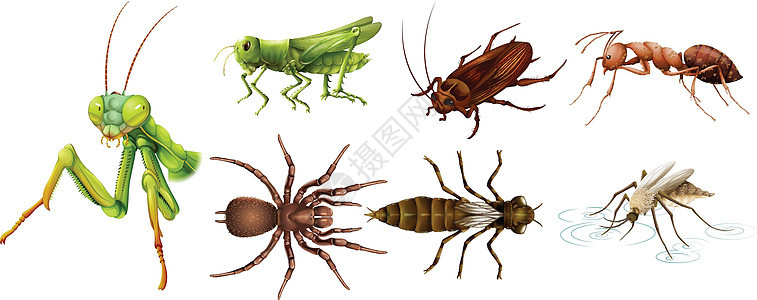 不同种类的昆虫蟑螂团体收藏哺乳动物动物插图生物热带蚊子蚂蚁图片