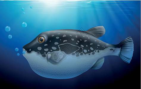 深海河豚背景图片