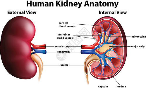 显示人体肾脏解剖图图片