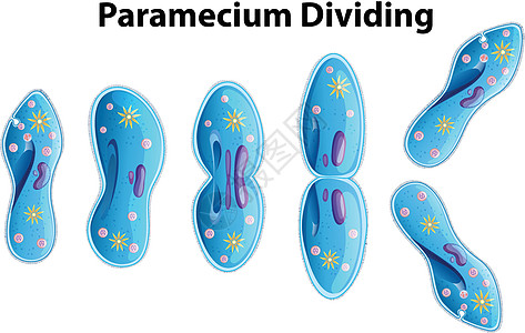 原生动物草履虫分裂菌图插画