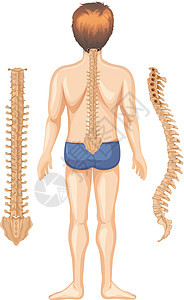 白色背景上脊柱的人体解剖学图片
