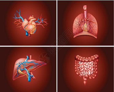 人体器官的四个不同部分图片