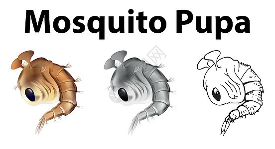 三种不同绘画风格的蚊子蛹图片