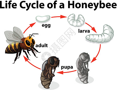 蜜蜂的生命周期科学昆虫成人幼虫动物绘画艺术夹子生活蜂蜜图片