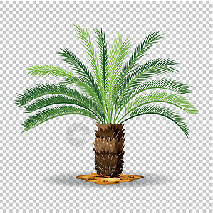 透明背景上的棕榈树类型图片