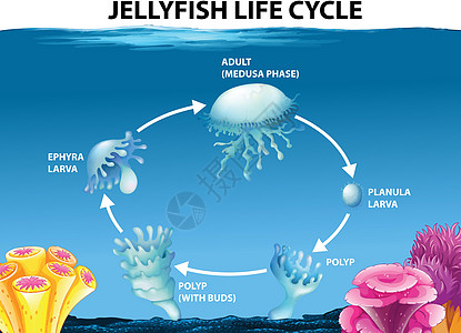 水母生命周期图图片