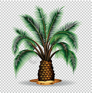 透明背景上的棕榈树热带夹子插图小路植物绿色剪裁棕色树干叶子图片