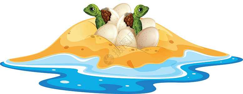 小海龟孵化 例如图片