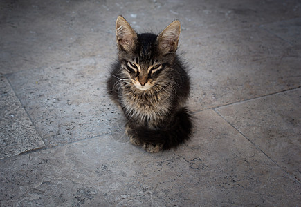 像家畜一样的可爱美小猫肖像工作室毛皮宠物猫咪动物卡片头发猫科眼睛哺乳动物图片