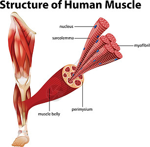 人体肌肉结构腹部绘画插图运动科学力量生物学艺术身体药品图片