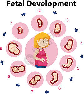 胎儿发育教育海报图片