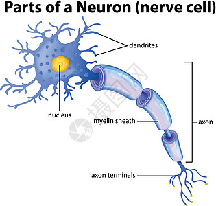 神经元图的一部分图片