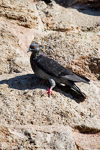 单鸽子坐在岩石上鸟类城市白色翅膀羽毛荒野野生动物自由鸽子灰色图片