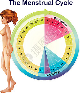 月经周期的载体图片
