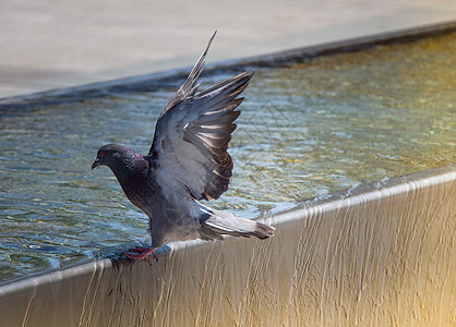 来自城市公园喷泉的鸽子饮用水 水岩石野生动物斗争面包翅膀街道生存荒野生活食物图片