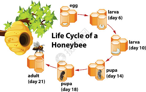 蜜蜂幼虫蜜蜂的生命周期绘画幼虫夹子剪贴蜂蜜动物蜂窝科学成人黄色插画