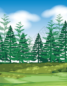 与松树的森林场景图片