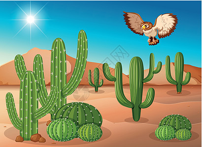 猫头鹰飞过沙漠中的仙人掌图片